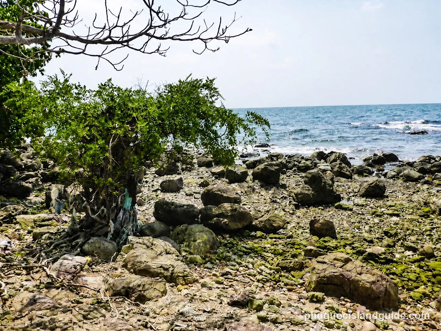 A rocky beach with green trees and the ocean under a bright sky. Some debris is visible near the base of a tree.