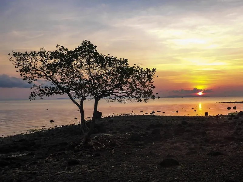 A silhouetted tree stands on a rocky shore at sunset, with the sun low on the horizon reflecting on the calm ocean water under a colorful sky.