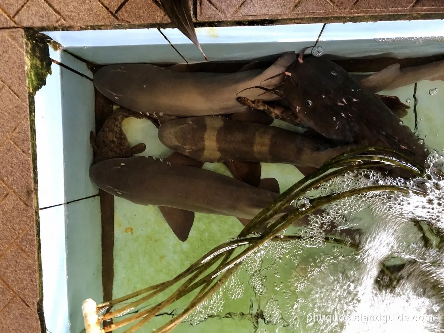 Various live fish, including small sharks and a catfish, swimming in an aerated concrete tank with some green plant-like material.