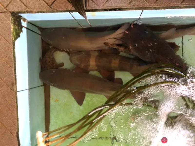 Various live fish, including small sharks and a catfish, swimming in an aerated concrete tank with some green plant-like material.
