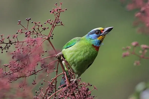 blue eared barbet