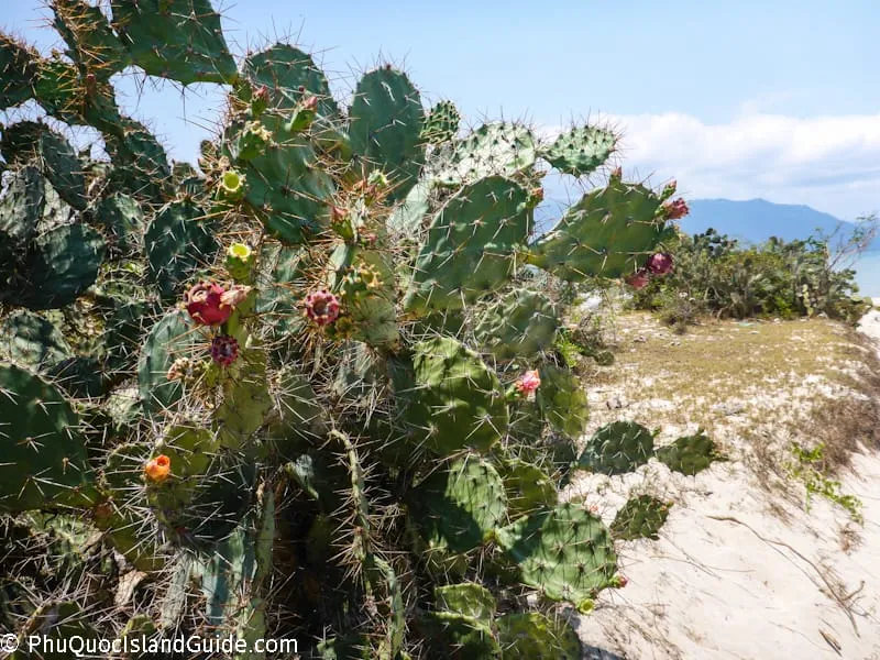 cacti at diep son island
