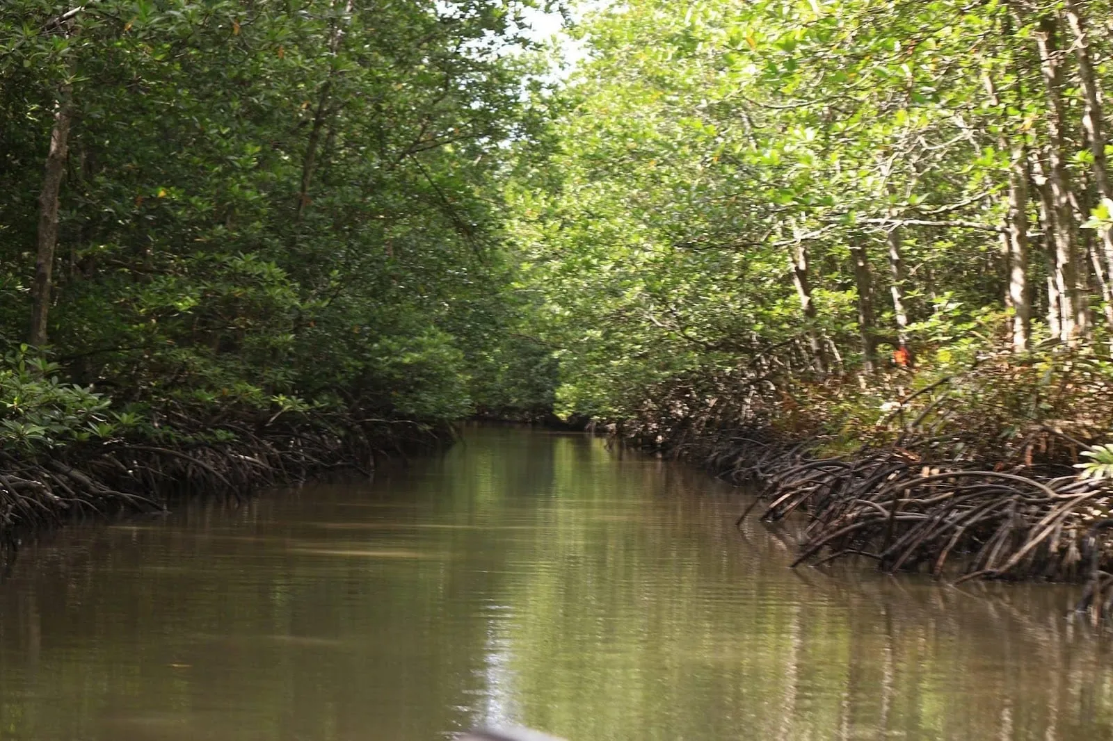 A creek winding through the mangroves of Can Gio
