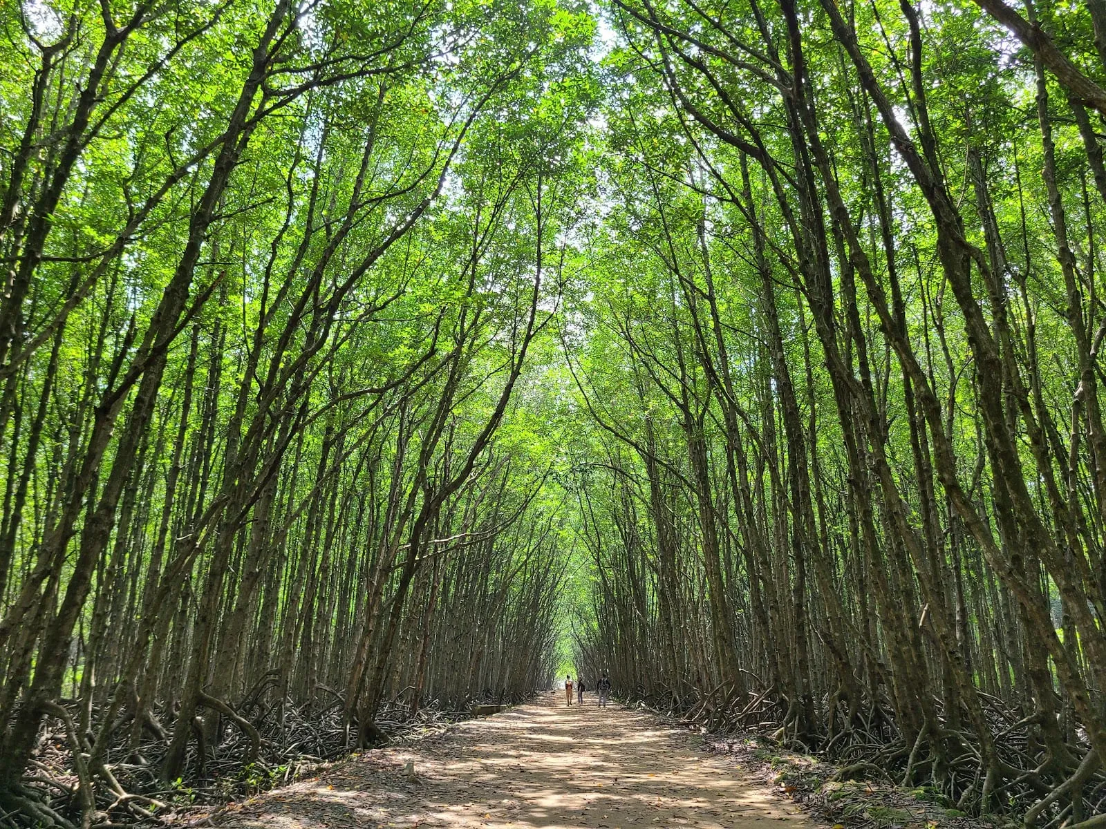 A path through tall mangrove forest in Can Gio