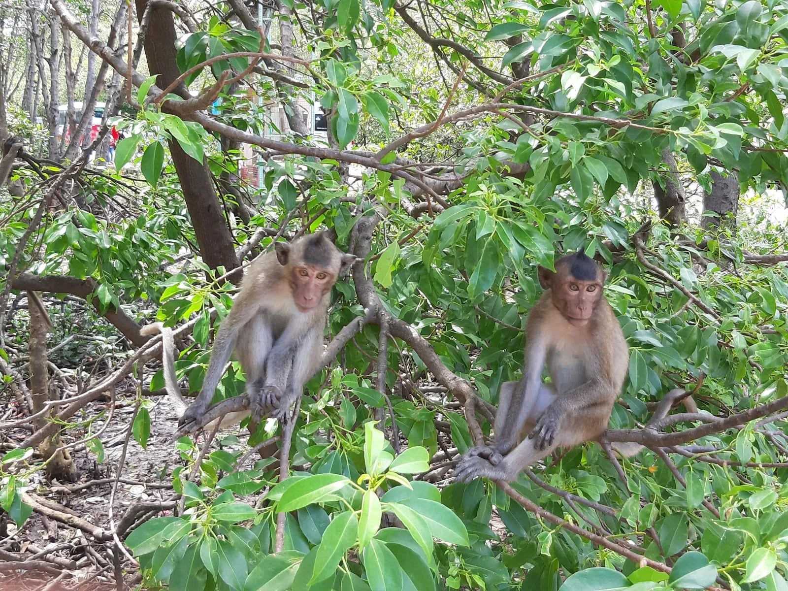 Two macaques sitting in a mangrove tree in Can Gio