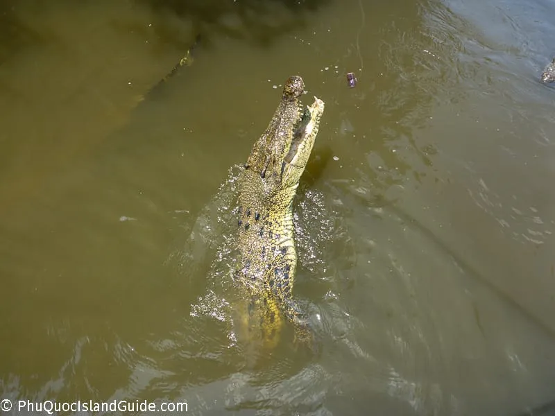 can gio salt water crocodile