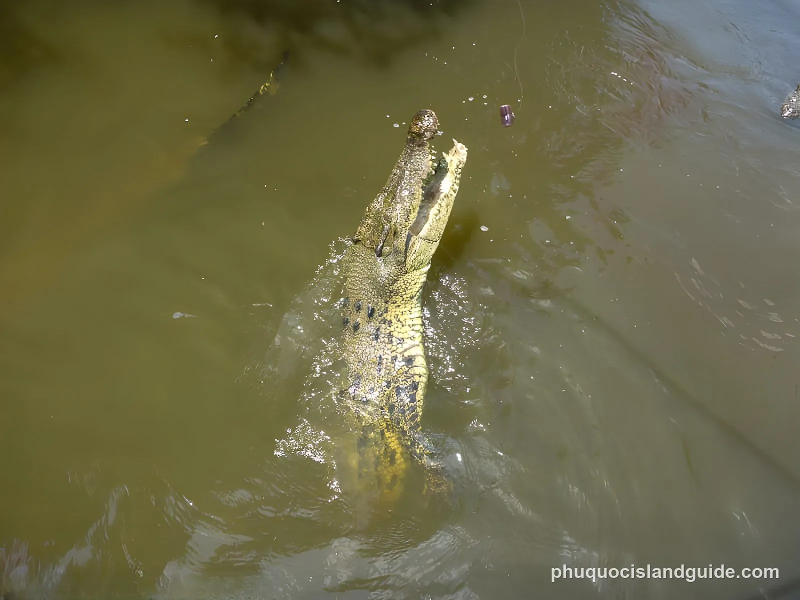 Crocodile leaping out of murky water for bait at Can Gio