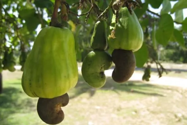 cashew nut plantation bai thom