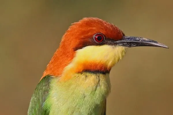 chestut headed bee eater
