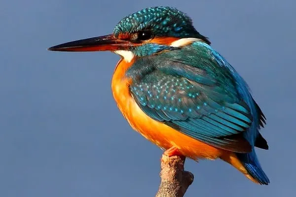 common kingfisher