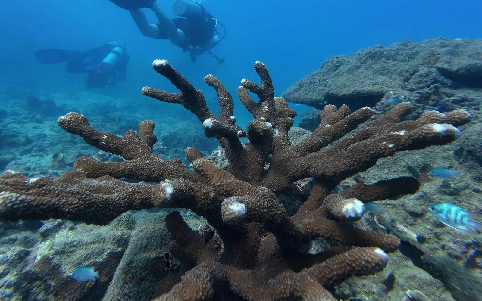 Branching coral and divers on a reef in Con Dao