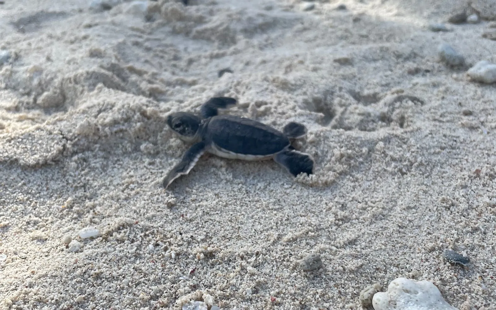A turtle hatchling crawling across the sand on Con Dao