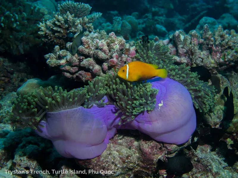 diving turtle island in north phu quoc