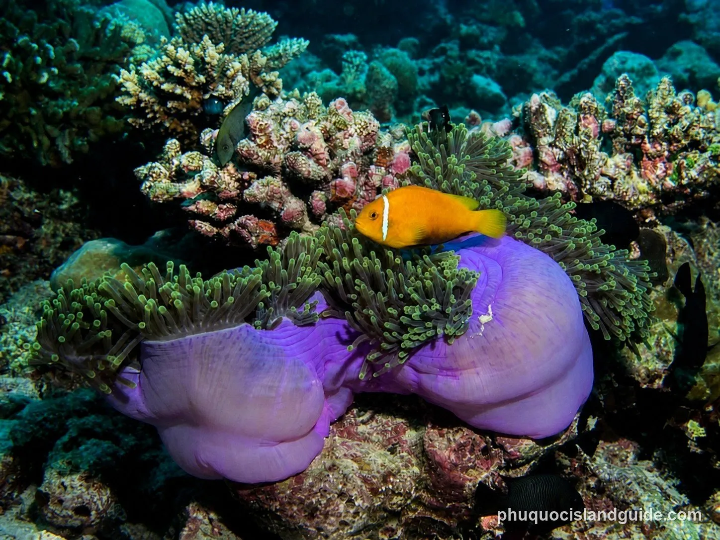 diving turtle island in north phu quoc