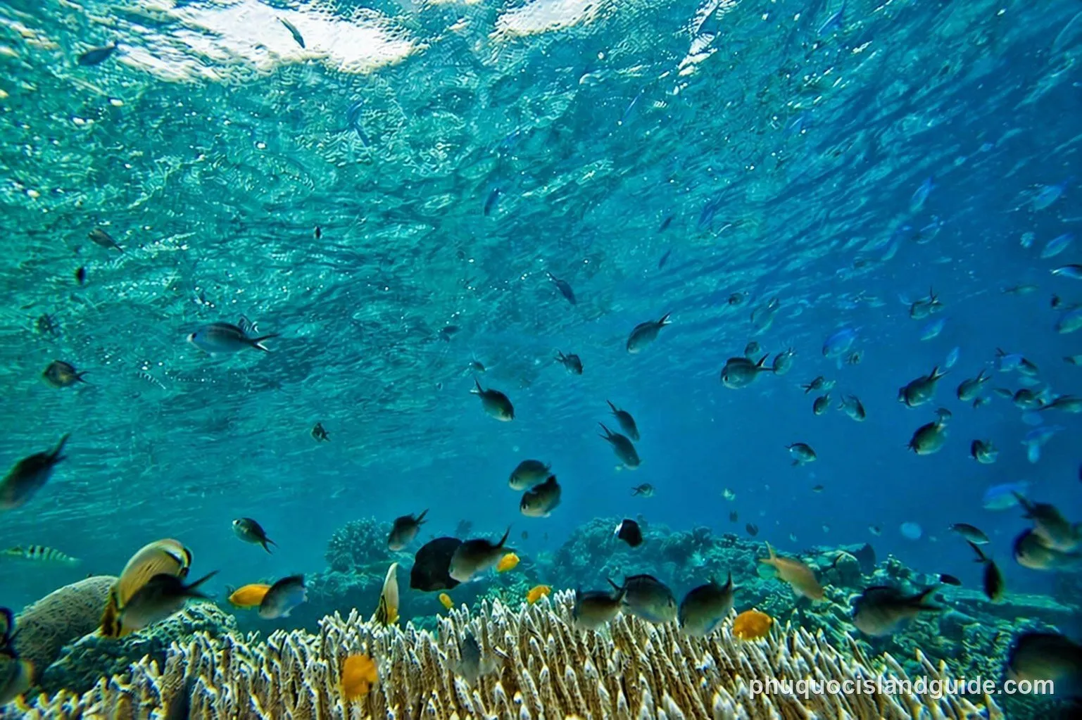 An underwater view of a vibrant coral reef teeming with various colorful fish swimming in clear blue water, with sunlight dappling from the surface.
