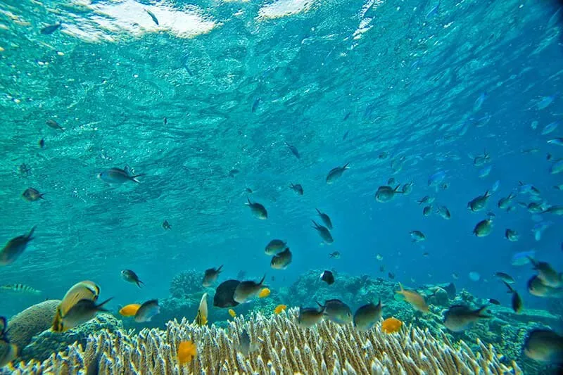 An underwater view of a vibrant coral reef teeming with various colorful fish swimming in clear blue water, with sunlight dappling from the surface.
