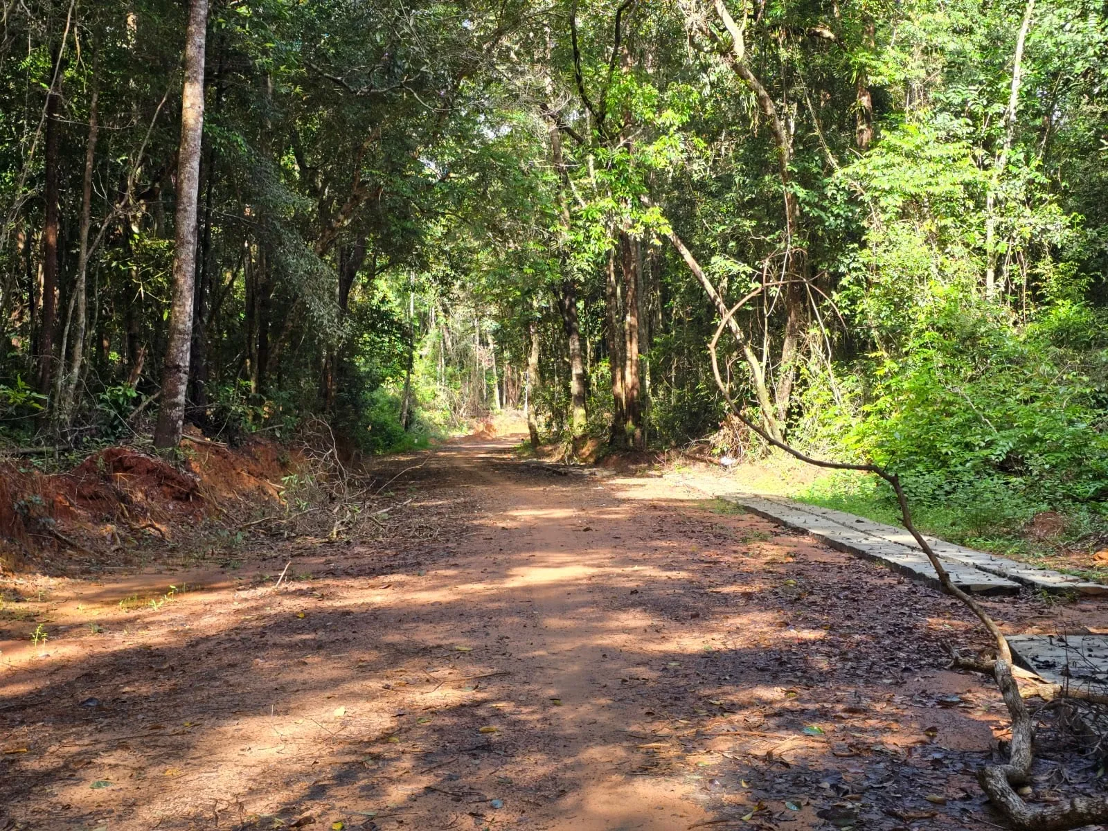 A red dirt track running through the forest on the Ganh Dau trail