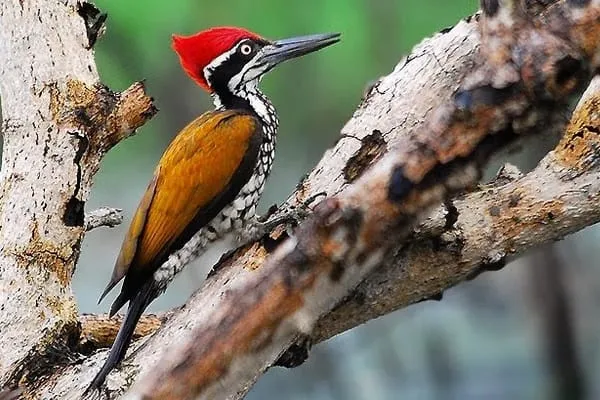A colorful woodpecker with a red crest, black and white patterned head, and orange-yellow body perches on a textured tree branch against a blurred green background.