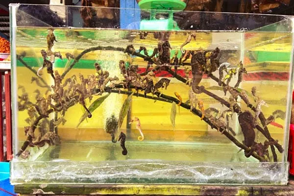 ham ninh sea horse