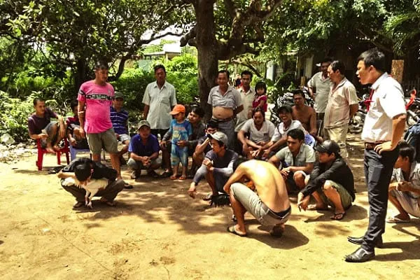 ham ninh cock fight