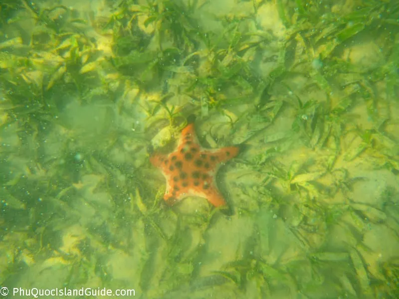 ham ninh phu quoc island snorkeling
