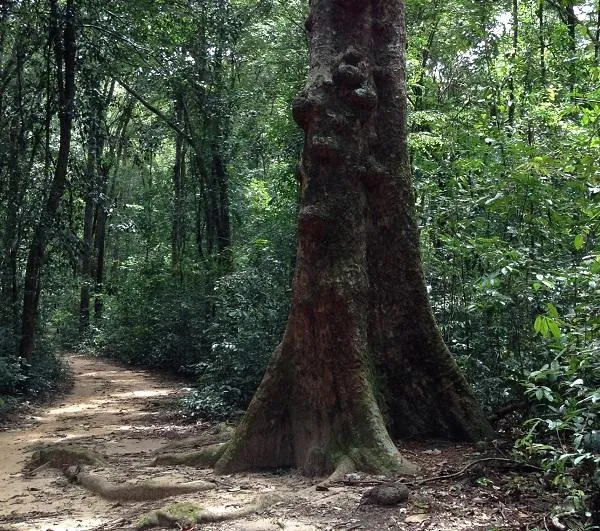 A dirt path winding through a dense tropical forest, with a large tree featuring prominent buttress roots on the right side of the frame. Sunlight filters through the canopy onto the path.