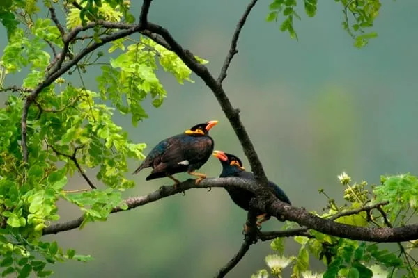 Two black birds with yellow and orange markings on their heads perched on a tree branch with lush green leaves against a soft green background.