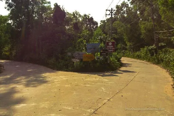 A paved road forks into two paths, surrounded by dense green trees and bushes. Several signs are clustered at the intersection. A utility pole is visible on the right.