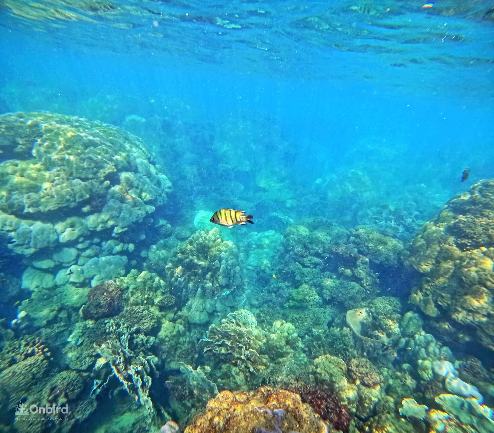 A yellow-striped fish over a coral reef in clear blue water in the An Thoi islands