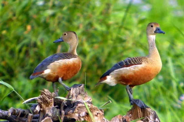 Two brown and black whistling ducks with blue beaks stand on a log in front of a lush green, blurry background.