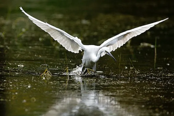 little egret phu quoc birds