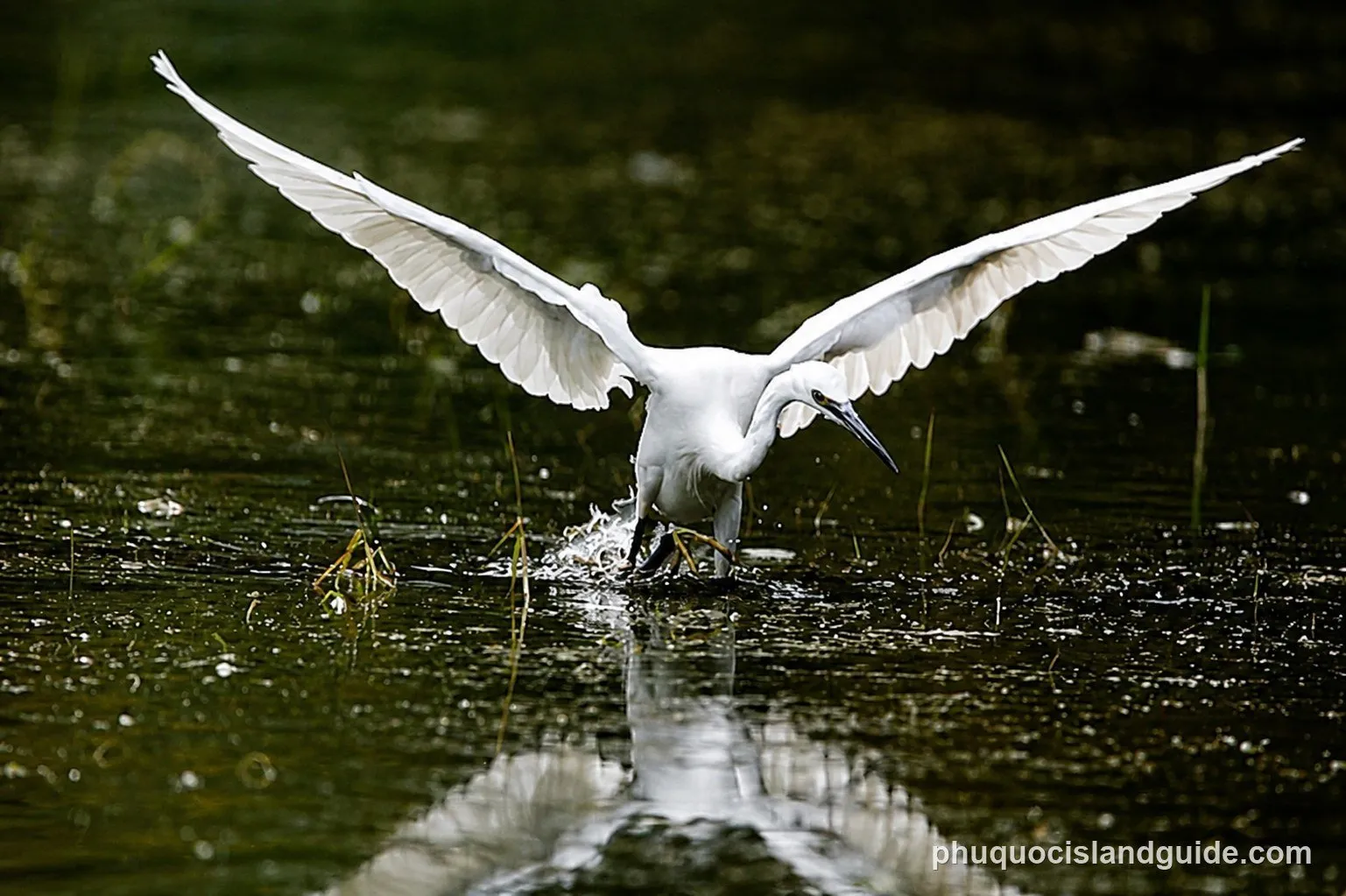 A little egret standing in shallow water