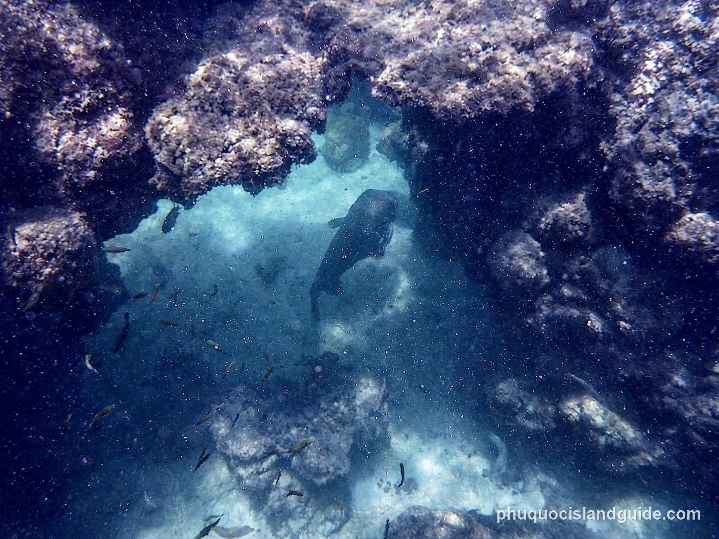 An underwater photo shows a large dark fish and many smaller fish swimming through a rocky arch or cave, with murky water and visible particles.