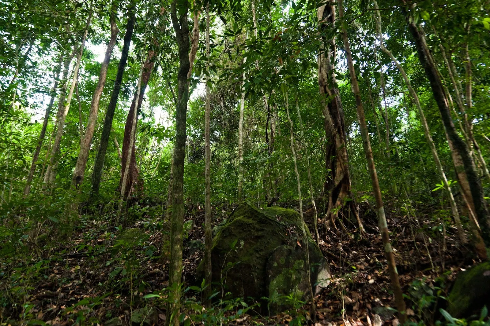 Tall trees in the forest of Phu Quoc National Park