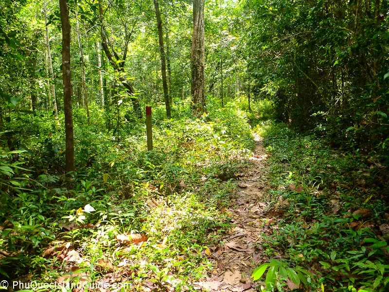 Jungle trail in Phu Quoc National Park
