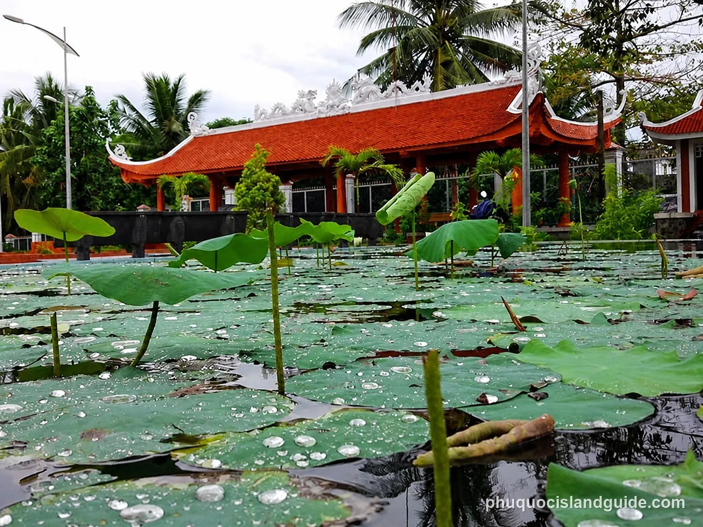 A pond covered with green lotus leaves and water droplets in the foreground, with a traditional red-roofed building and palm trees in the background.