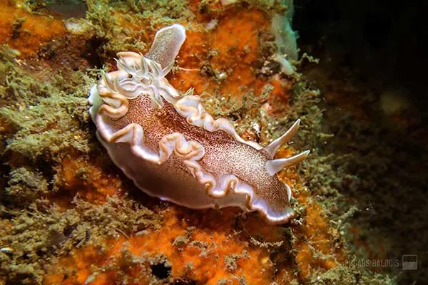 nudibranch in phu quoc