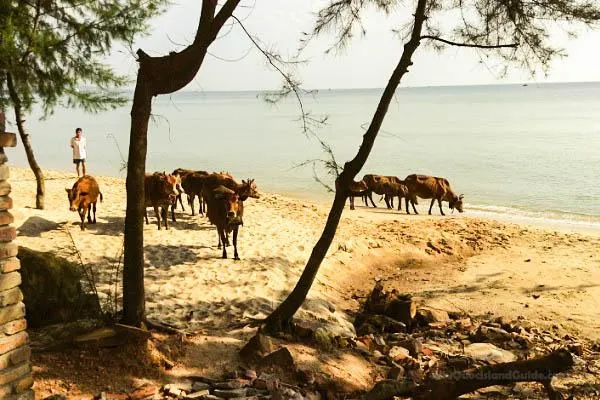 A herd of brown cows on a sandy tropical beach with a person standing near the water, framed by trees. The ocean is in the background.