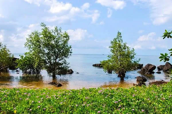 A tropical coastal scene with green trees growing in shallow clear water, surrounded by rocks and a foreground of lush green plants with small purple flowers.