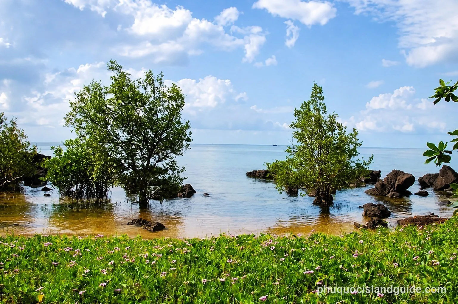 A tropical coastal scene with green trees growing in shallow clear water, surrounded by rocks and a foreground of lush green plants with small purple flowers.