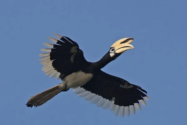 A black and white hornbill with a large pale yellow beak flies against a clear blue sky, with its wings spread wide.