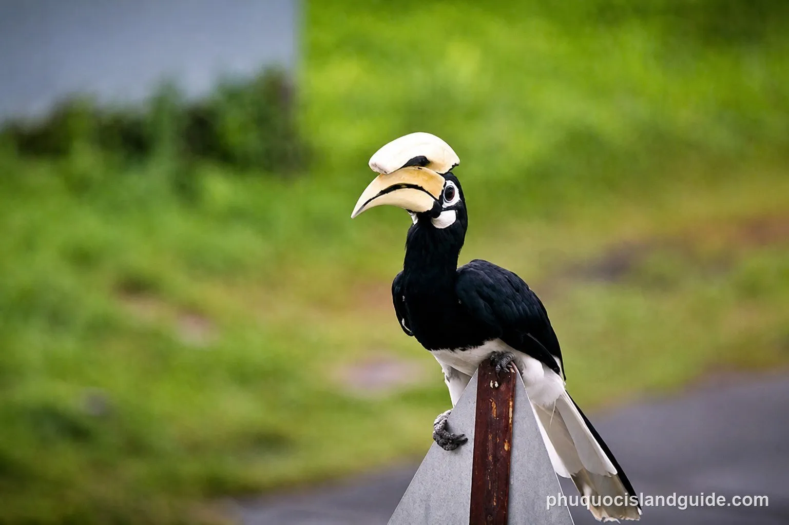 An oriental pied hornbill perched on a branch