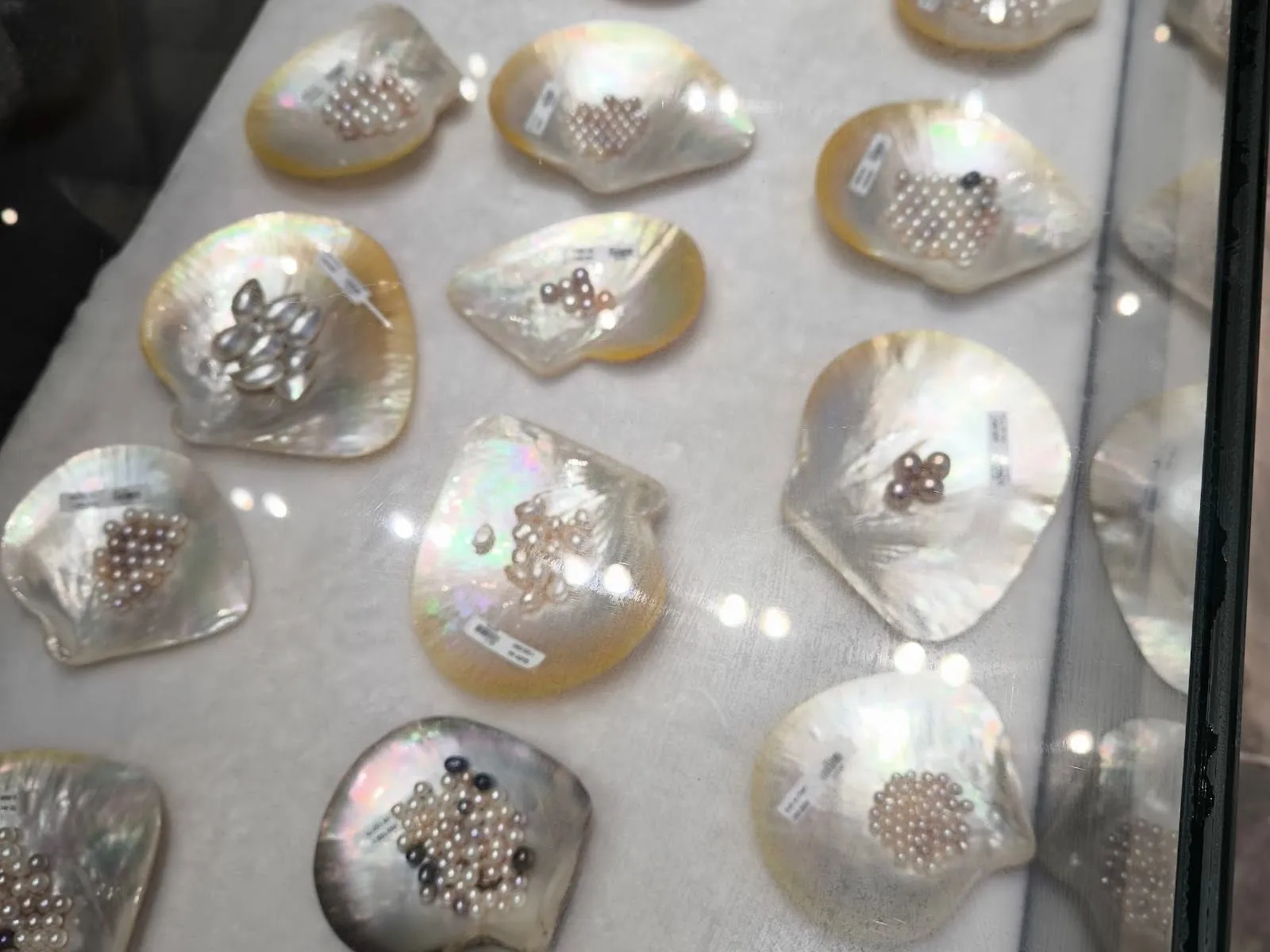 Pearls set in open oyster shells in a showroom display case