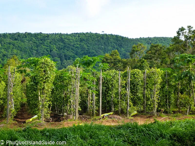 Phu Quoc Pepper Farms