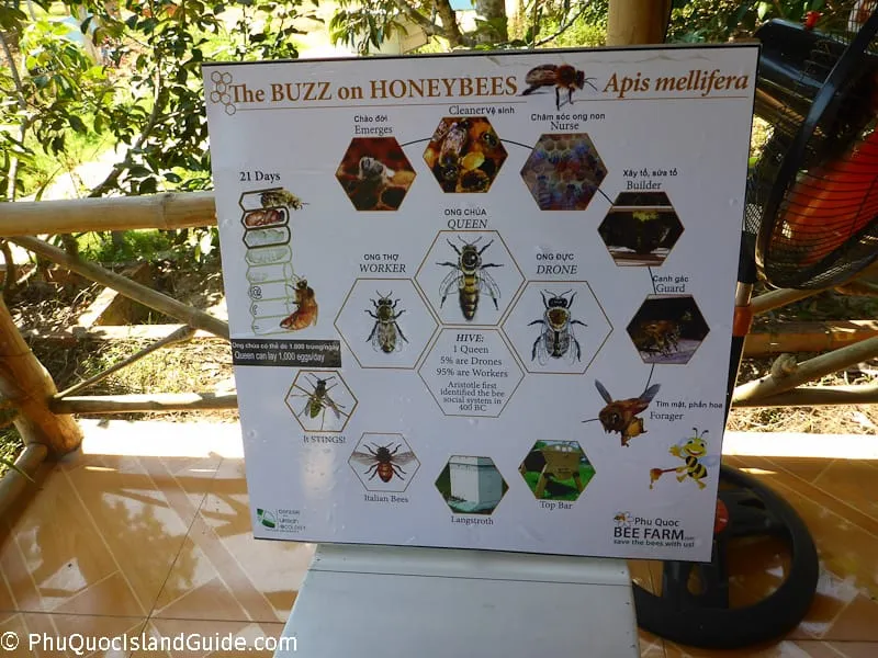 phu quoc honey bees