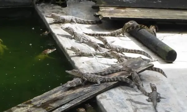 Crocodile farm in Bai Thom
