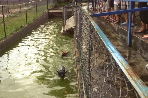 phu quoc dog racing