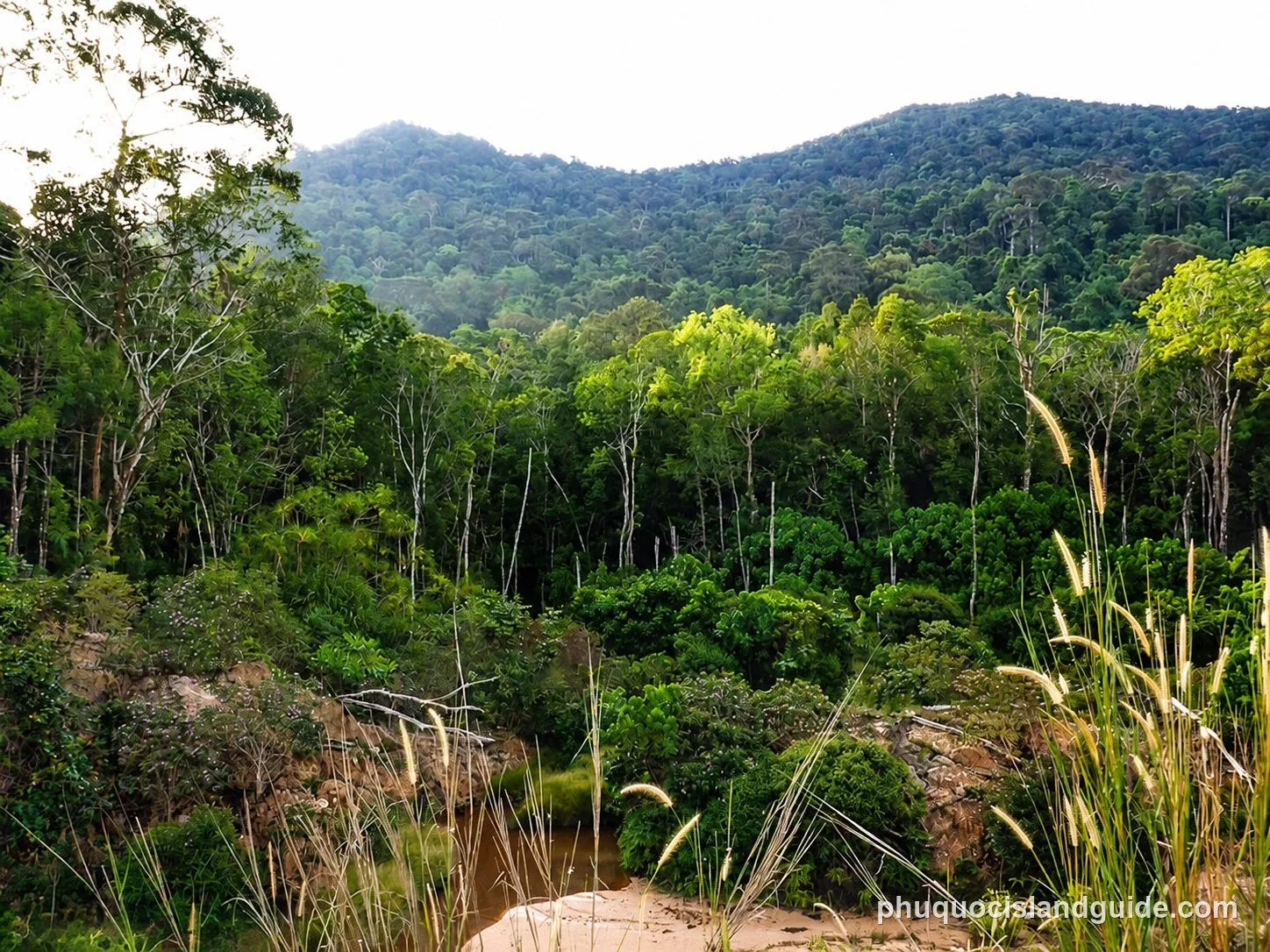 open dipterocarp forest phu quoc national park