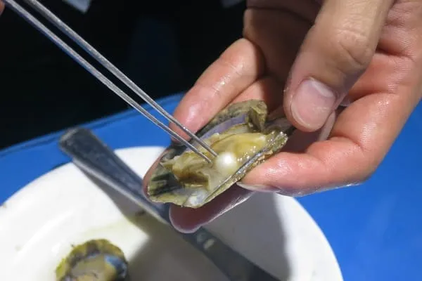 A close-up shot of hands using tweezers to extract a white pearl from an open oyster shell, with another oyster and a white plate in the background.