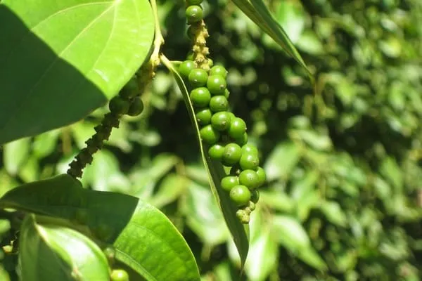 pepper vines growing on a Phu Quoc plantation